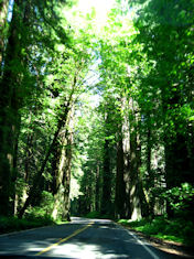 redwood avenue